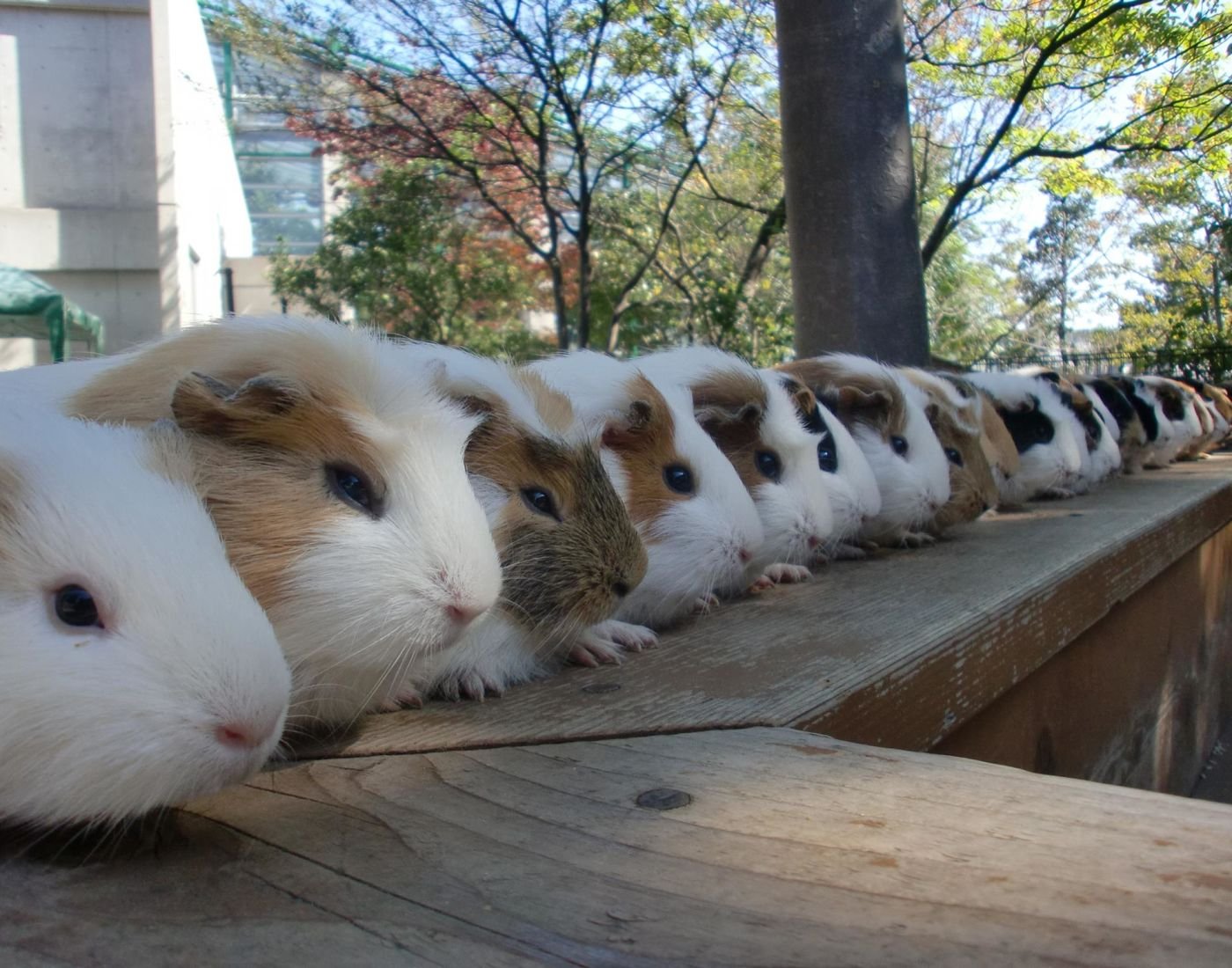 🦋 아다치구 생물원 (아다치쿠 세이부츠엔) 이미지 8